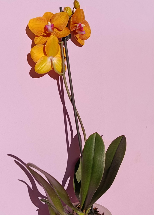 Orchidea-1.jpg
