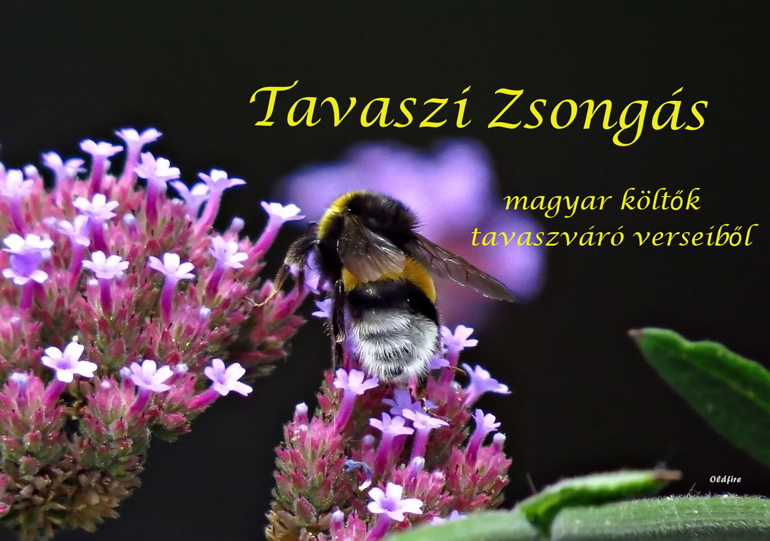 Zsongas2.jpg